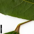 SpeciesSub: var. salweenense